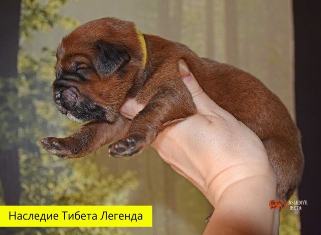 Щенки от пары Брайн х Ютера